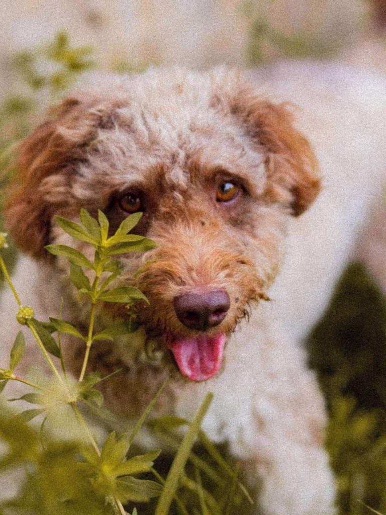 lagotto-romagnolo-glowa-od-przodu-scaled