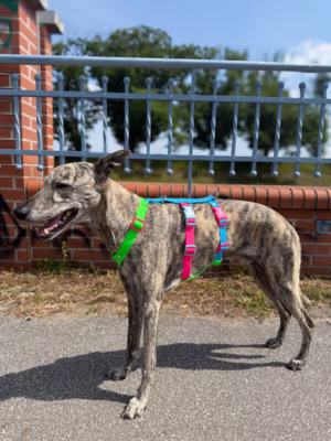 Szelki antyucieczkowe hexaline - hipster W (Whippet)
