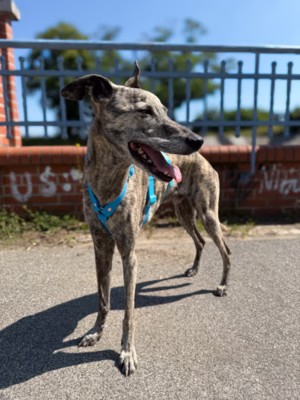 Szelki antyucieczkowe hexaline niebieskie W (Whippet)