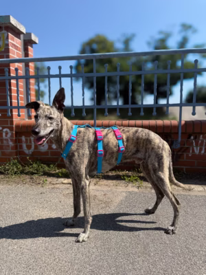 Szelki antyucieczkowe hexaline niebiesko-różowe W (Whippet)