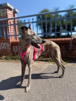 Szelki antyucieczkowe hexaline różowe W (Whippet)
