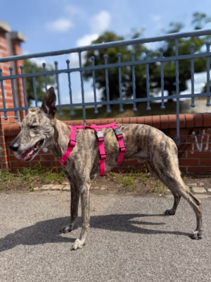 Szelki antyucieczkowe hexaline różowo-czarne W (Whippet)