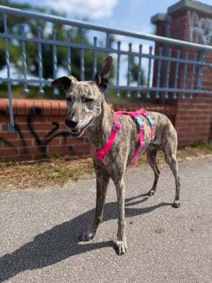 Szelki antyucieczkowe hexaline różowo-niebieskie W (Whippet)