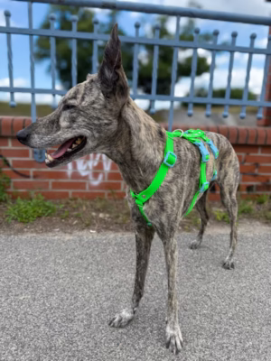 Szelki antyucieczkowe hexaline zielono-niebieskie W (Whippet)