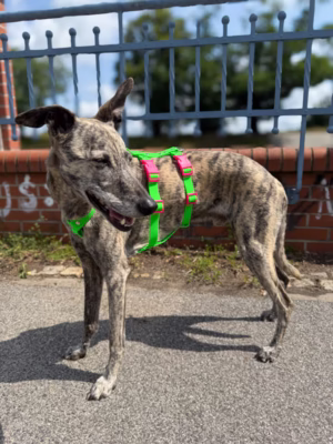 Szelki antyucieczkowe hexaline zielono-różowe W (Whippet)