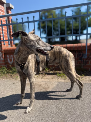 Szelki antyucieczkowe tree bark czarne W (Whippet)